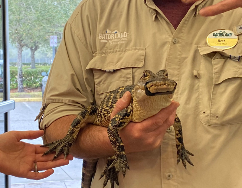 The Flordia Drupalcamp alligator