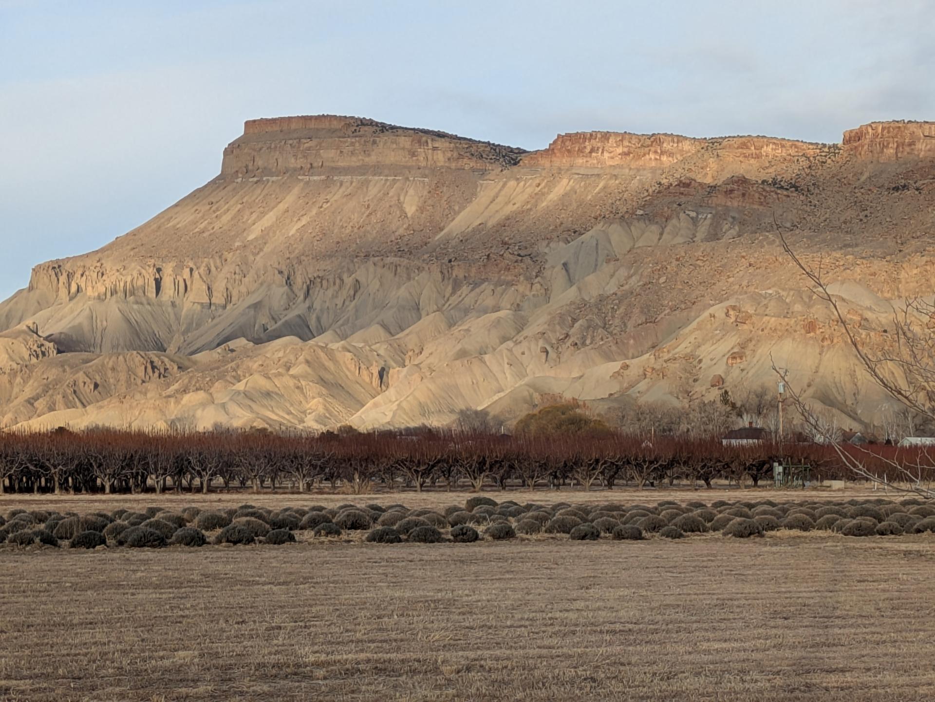 View of Mount Garfield above Palisade, Colorado on my walk to work today, January 6, 2025 | Randy Fay View of Mount Garfield above Palisade, Colorado on my walk to work today, January 6, 2025 | Randy Fay