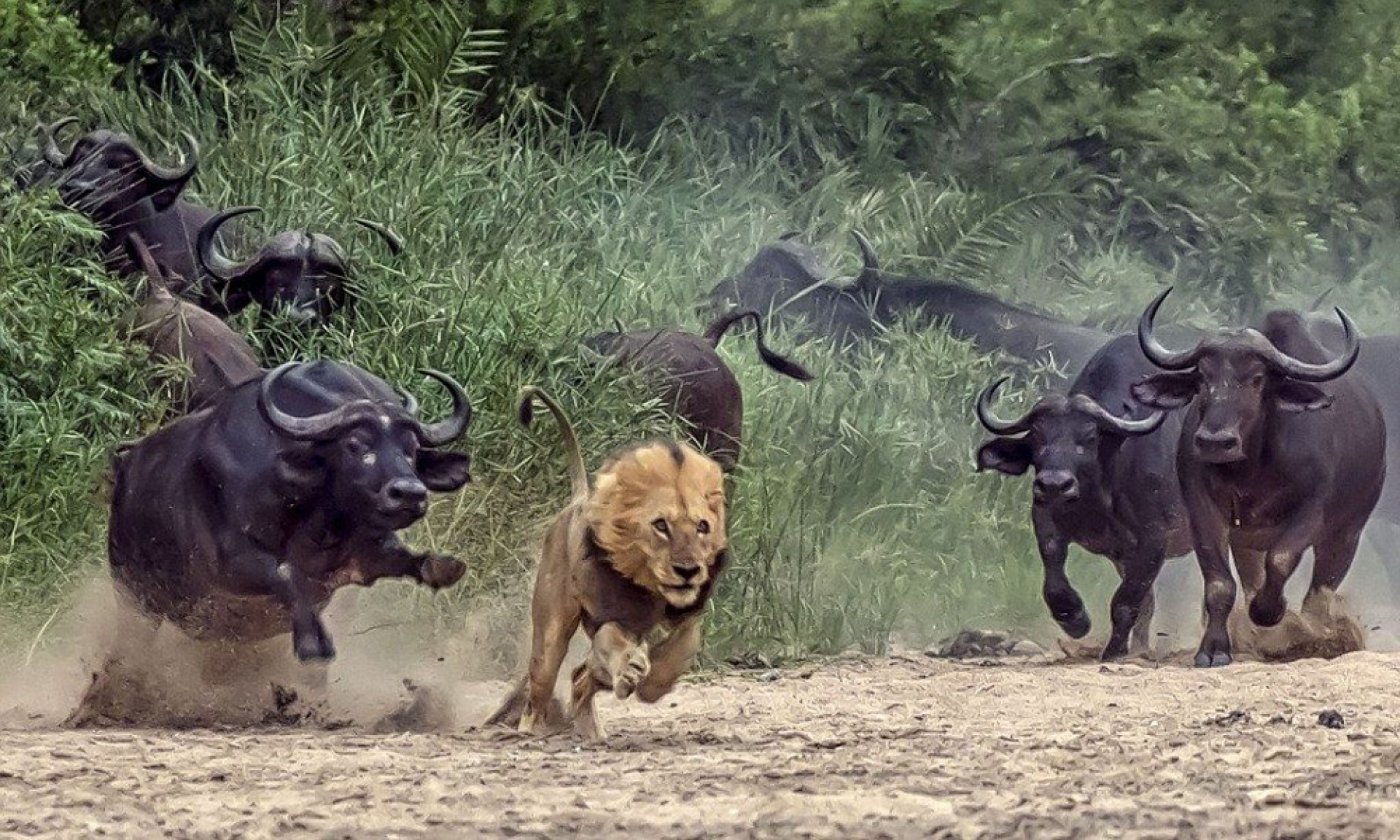 buffallos fending off lion buffallos fending off lion