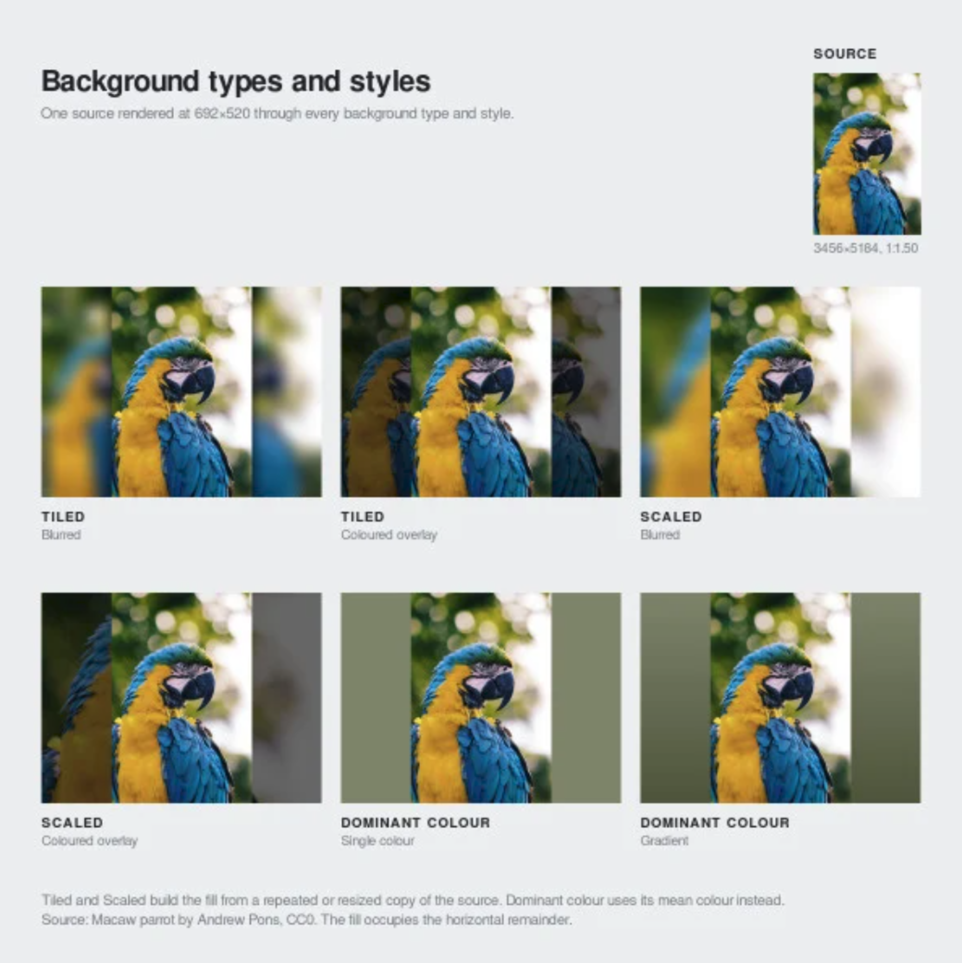 Design reference showing six background treatment examples made from the same blue and yellow macaw photo. Text reads "Background types and styles" with examples for "Tiled. Blurred" "Tiled. Coloured overlay" "Scaled. Blurred" "Scaled. Coloured overlay" "Dominant colour. Single colour" and "Dominant colour. Gradient" plus a small source image and explanatory note about how each fill is created.
