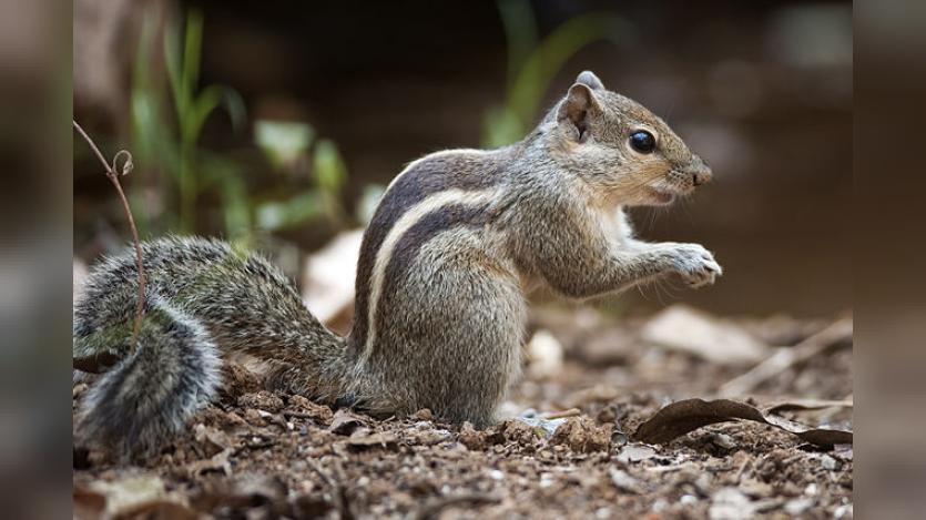 The three striped Indian palm squirrel