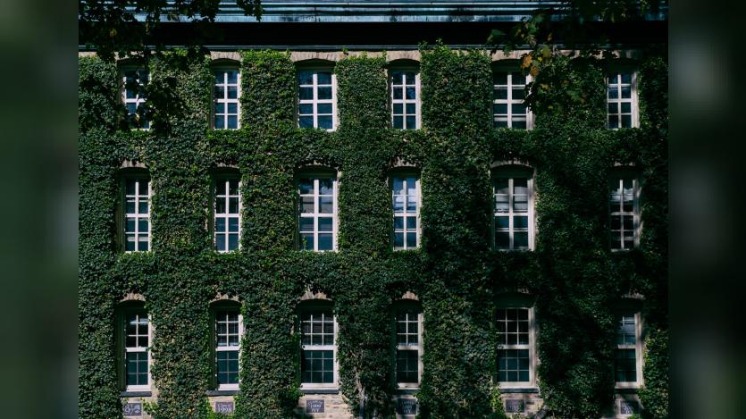 Solid green ivy walls of Nassau Hall at Princeton University