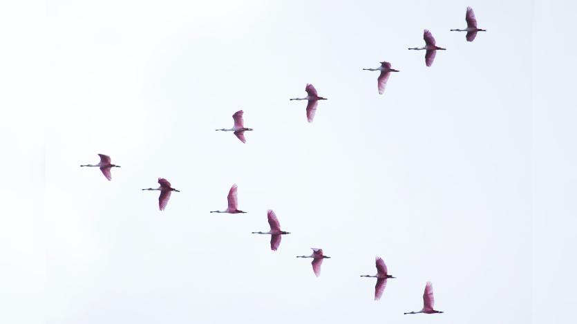 Birds flying in the sky