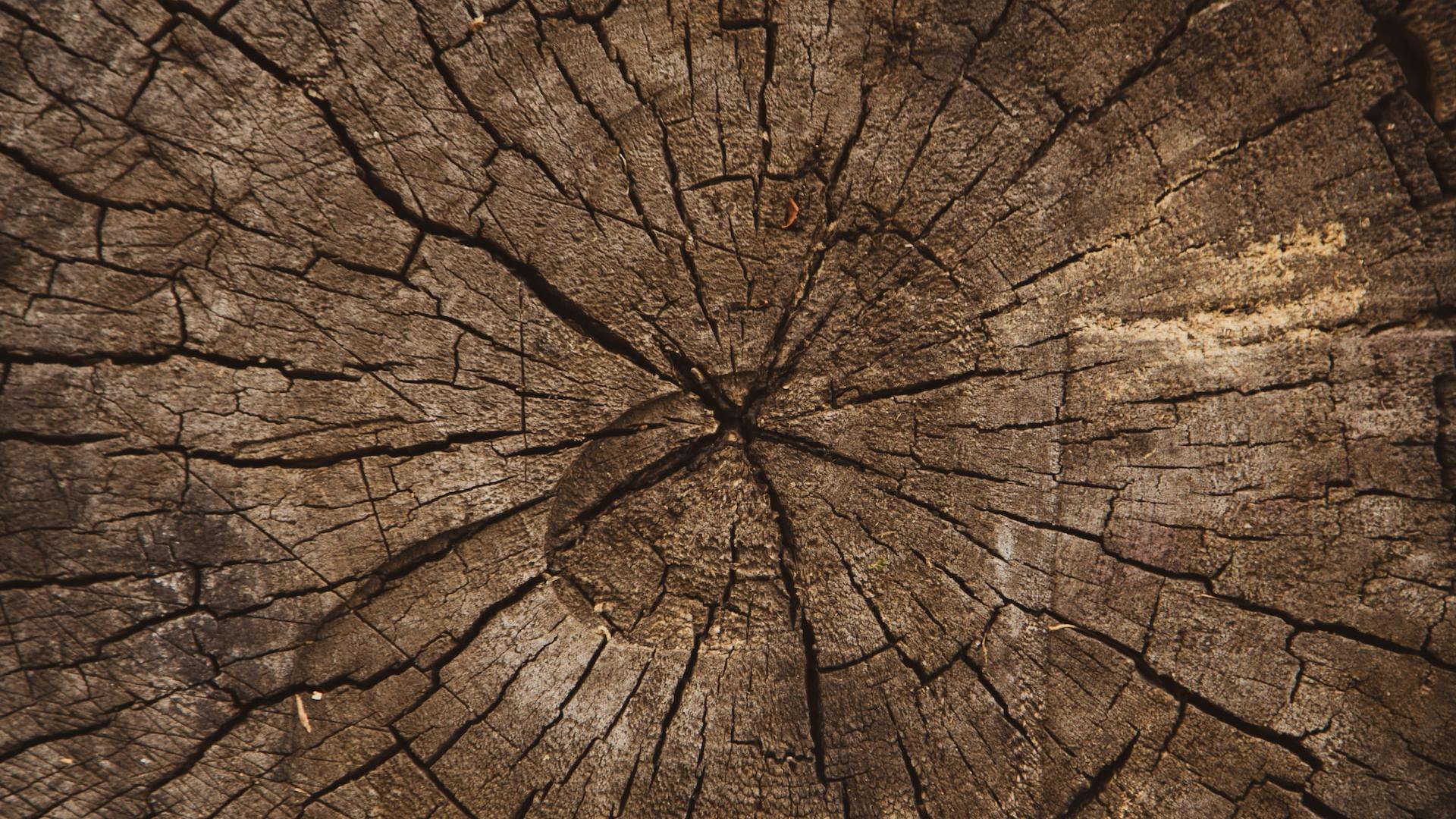 Cross section of a tree trunk that shows the annual growth rings