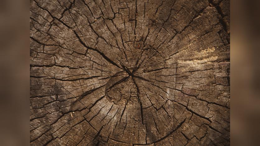 Cross section of a tree trunk that shows the annual growth rings