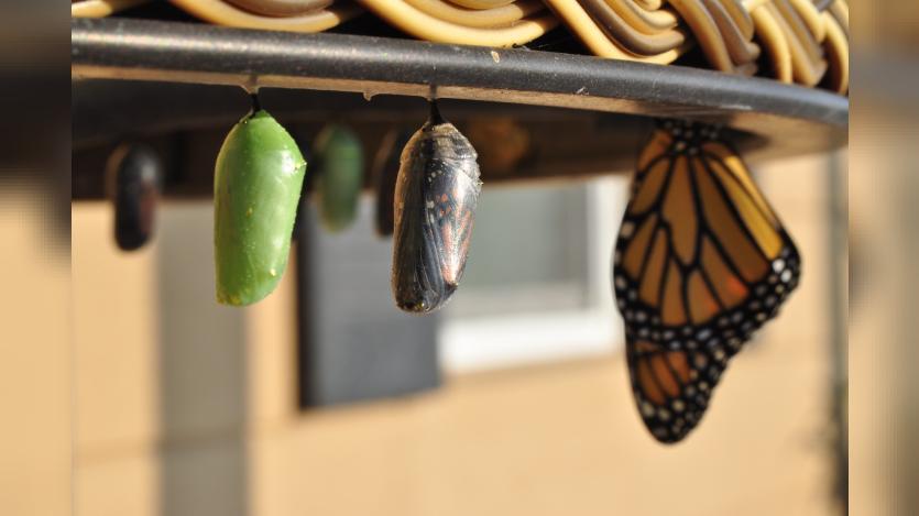 three pupas: 2010 was a boon year for these butterflies in my garden. I had a dozen chrysalis in all manner of morphs at any one time. In this image you can see the new green chrysalis coloration, one that’s about ready to emerge (the clear one), and a butterfly that’s already come out. They will hang for hours and dry their wings and are, in fact, quite fragile.