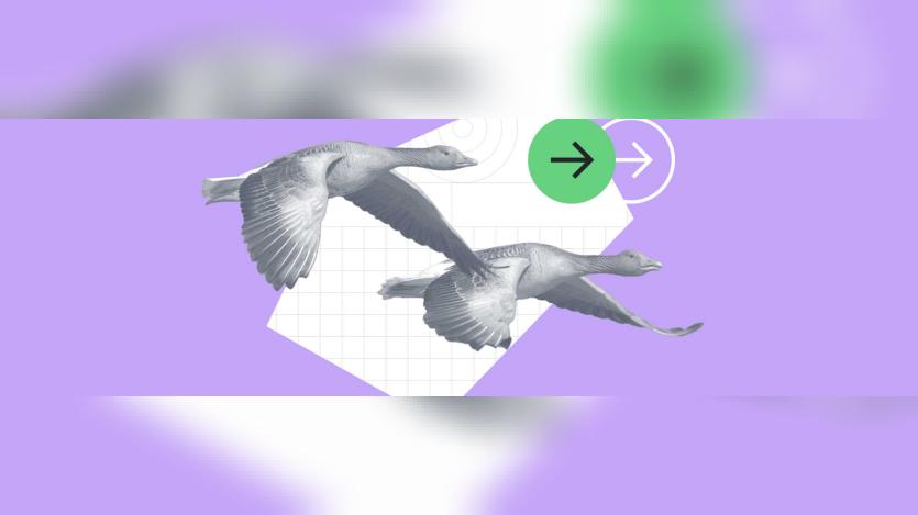 Purple coloured bird flying