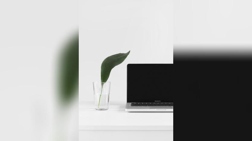 a laptop and a plant