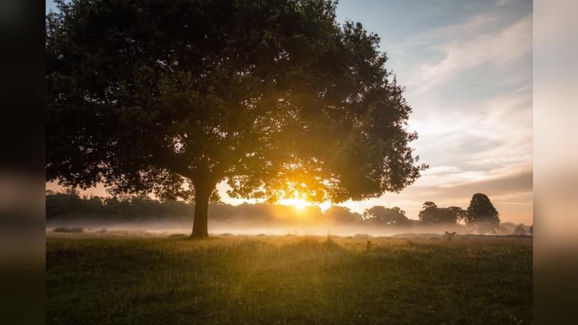 Dawn Break with a mammoth tree in the foreground and sun rising in the distance