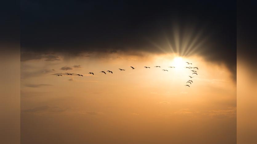 Birds flying during sunset