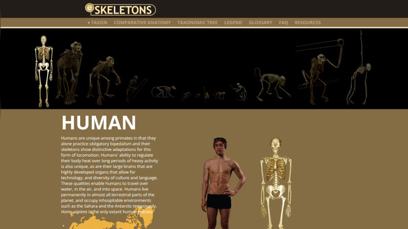 eSkeletons website showing human skeleton and anatomy with descriptive text about humans