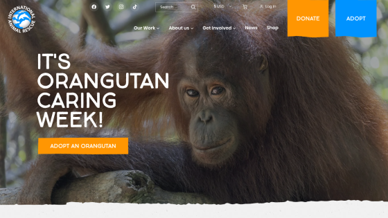 International Animal Rescue homepage promoting Orangutan Caring Week with adopt and donate options