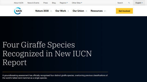 Announcement about four giraffe species recognized in a new IUCN report.