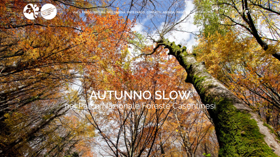 Autumn forest scene with colorful leaves and text about Parco Nazionale Foreste Casentinesi