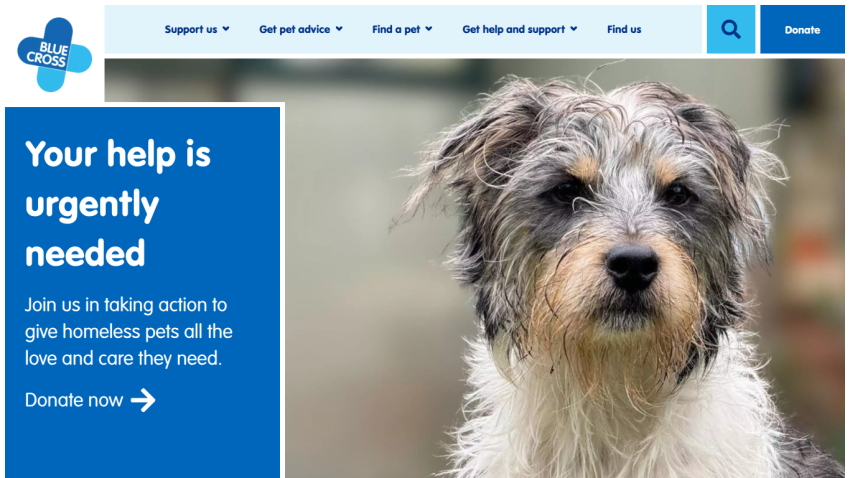 Urgent call for help to support homeless pets with a donation button.
