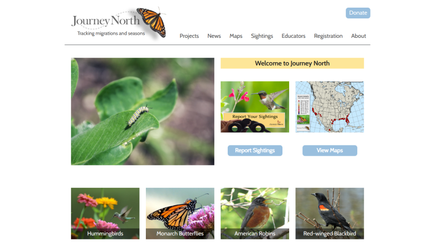 Journey North homepage with navigation, images of caterpillar, hummingbirds, monarch butterflies, robins, and blackbird, and buttons to report sightings and view maps