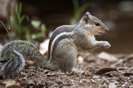 The three striped Indian palm squirrel