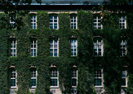 Solid green ivy walls of Nassau Hall at Princeton University