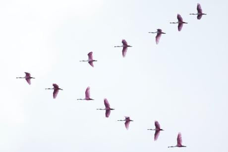 Birds flying in the sky