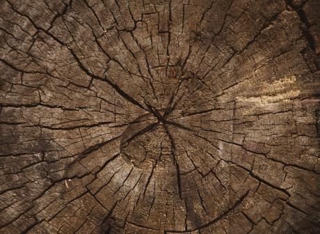 Cross section of a tree trunk that shows the annual growth rings