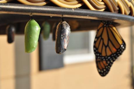 three pupas: 2010 was a boon year for these butterflies in my garden. I had a dozen chrysalis in all manner of morphs at any one time. In this image you can see the new green chrysalis coloration, one that’s about ready to emerge (the clear one), and a butterfly that’s already come out. They will hang for hours and dry their wings and are, in fact, quite fragile.