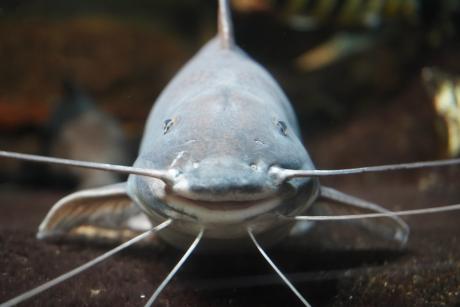 A smiling catfish at an aquarium