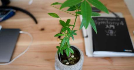 plant