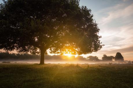 Dawn Break with a mammoth tree in the foreground and sun rising in the distance