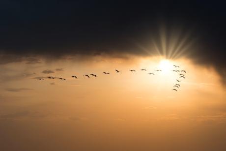 Birds flying during sunset