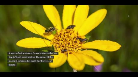 Implementing a Custom Parallax Slideshow in Drupal Using Twig and JavaScript