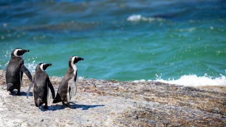 Penguins tribe