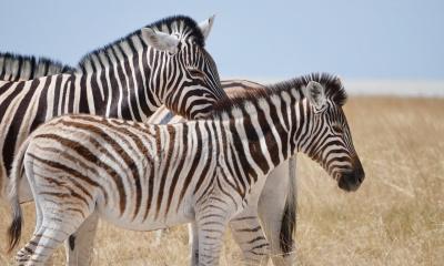 Zebras