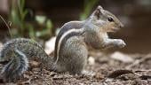 The three striped Indian palm squirrel
