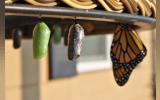 three pupas: 2010 was a boon year for these butterflies in my garden. I had a dozen chrysalis in all manner of morphs at any one time. In this image you can see the new green chrysalis coloration, one that’s about ready to emerge (the clear one), and a butterfly that’s already come out. They will hang for hours and dry their wings and are, in fact, quite fragile.