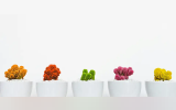 varied colored crocheted cacti in pots